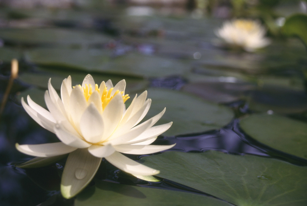 La flor de loto es un símbolo del poder y la belleza.