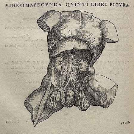 Imagen del libro "De humani corporis fabrica" (1543), página 372. Fuente: Wikipedia.